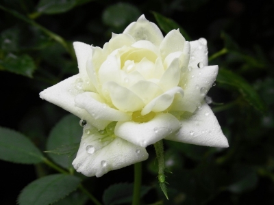 �Ղ�����